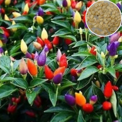 Ornamental Chilly Choice Round Mixed(50 Seeds)