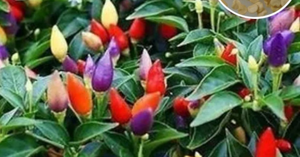 Buy Capsicum Ornamental Chilly Choice Mixed Flower seeds, Summer Flower ...