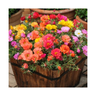 Portulaca Double Mixed (400 Seeds)