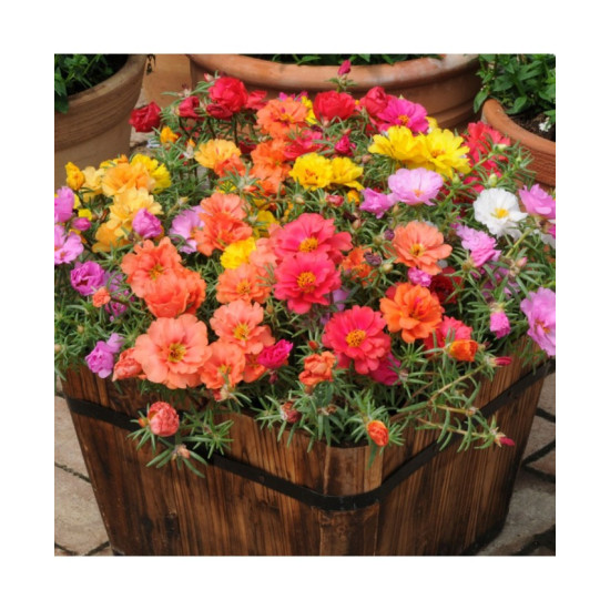 Portulaca Double Mixed (400 Seeds)
