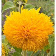 Sunflower Hellianthus Teddy Bear (40 Seeds)