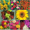 Summer Flower Seeds         