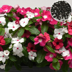 Vinca Pacifica XP Mix Flower (25 Seeds)