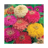 Zinnia Dahlia Flowered Mixed (100 Seeds)