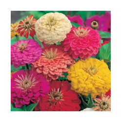 Zinnia Dahlia Flowered Mixed (100 Seeds)