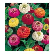 Zinnia Liliput Mixed (100 Seeds)