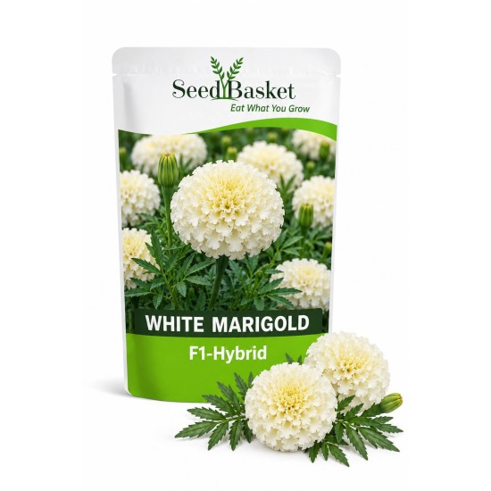 Hybrid F1 Marigold White African (10 Seeds)