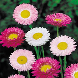 Acroclineum roseum Mixed (200 Seeds)