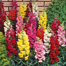 Antirrhinum Tomb Thumb Mix
