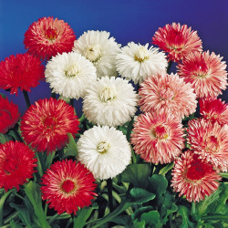 Daisy Double Mix (300 Seeds)