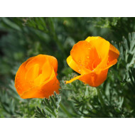 California Poppy (50 Seeds)