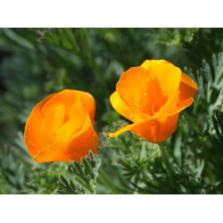 California Poppy (50 Seeds)