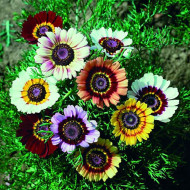 Chrysanthemum carinatum