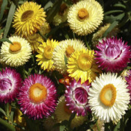 Helichrysum Songs Mix