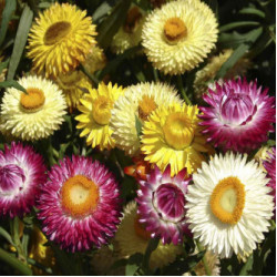 Helichrysum Songs Mix