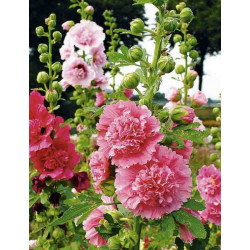 Hollyhocks double dwarf (50 Seeds)