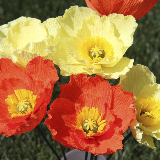 Iceland Poppy - Papaver naudicaule Mix