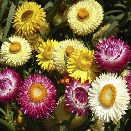 Strawflower - Helichrysum Songs Mixed