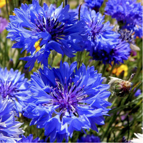 50 Purple Passion Flower Seeds – Imperial Sweet Sultan – Garden Flower Seeds, USA Shipping