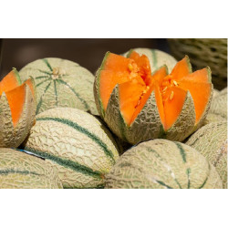 Muskmelon F1 Hybrid  (15 Seeds)