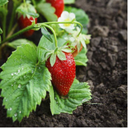 Alpine Strawberry (50 Seeds)