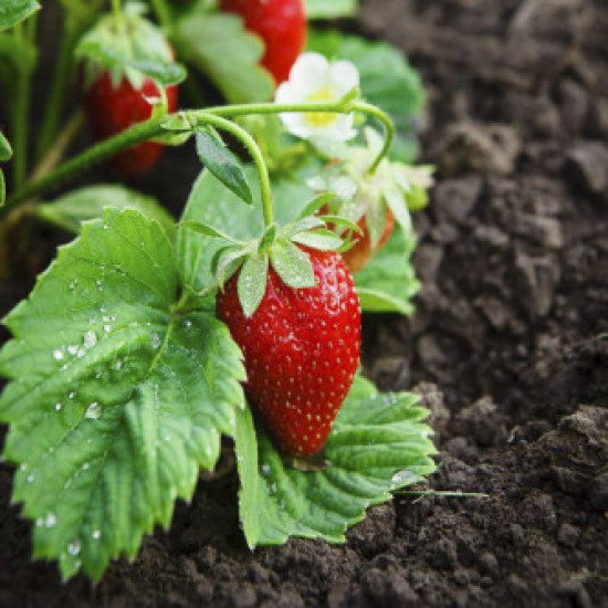 Alpine Strawberry (50 Seeds)