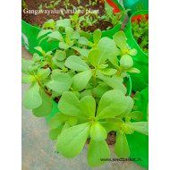 Gangavalli/Purslane leaves(1500+ seeds)