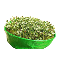 HDPE Growbags 9X2 inch for Microgreens