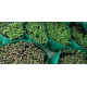 HDPE Grow Bag 12X6  inch