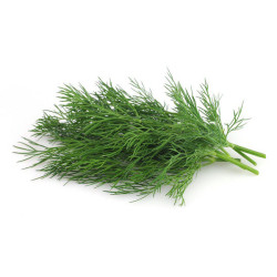 Dill(Soya) (500 Seeds )
