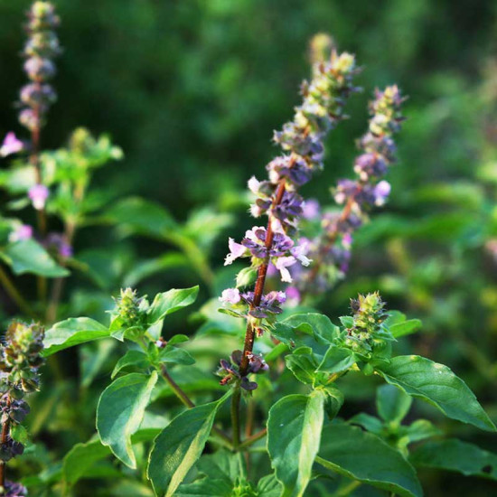 Herb Krishna Tulasi (200 Seeds)