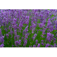 Herb Lavender (50 seeds)