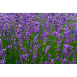 Herb Lavender (50 seeds)