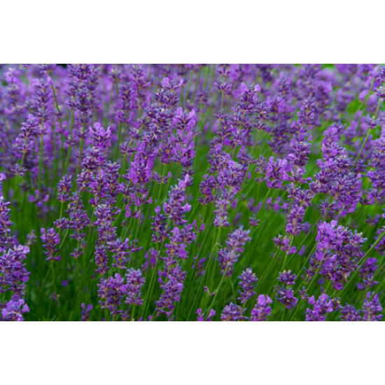 Herb Lavender (50 seeds)