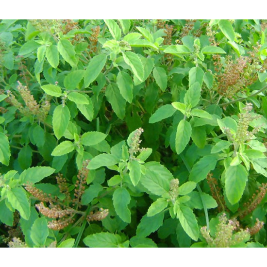 Herb Lakshmi Tulasi (200 Seeds)