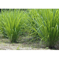 Herb Lemon Grass (20 Seeds)