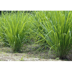Herb Lemon Grass (20 Seeds)