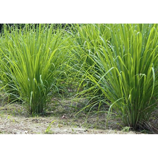 Herb Lemon Grass (20 Seeds)