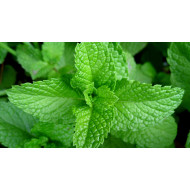 Herb Pepper Mint (50 Seeds)