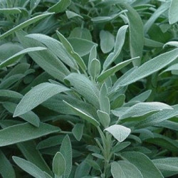 Herb Sage (50 Seeds)