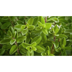 Herb Oregano (50 Seeds)