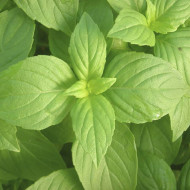 Herb Lemon Basil (50 Seeds)