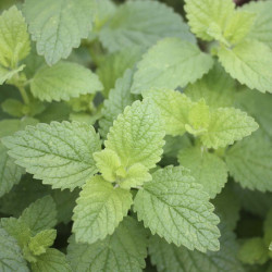 Herb Lemon Balm (50 Seeds)