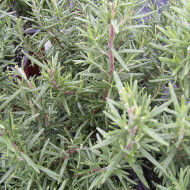 Herb Rosemary (50 Seeds)