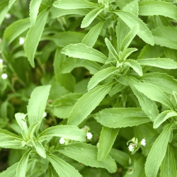Herb Stevia Seeds (100 Seeds)