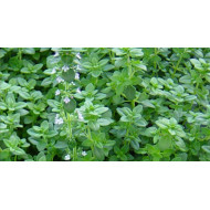 Herb Thyme (50 Seeds)
