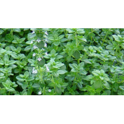Herb Thyme (50 Seeds)