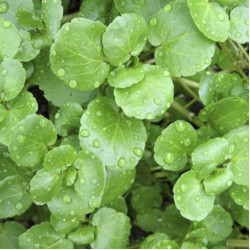 Herb Watercress (50 Seeds)