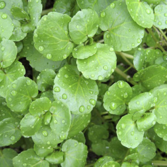 Herb Watercress (50 Seeds)