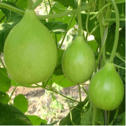 Bottle Gourd Round Hybrid (30 Seeds)